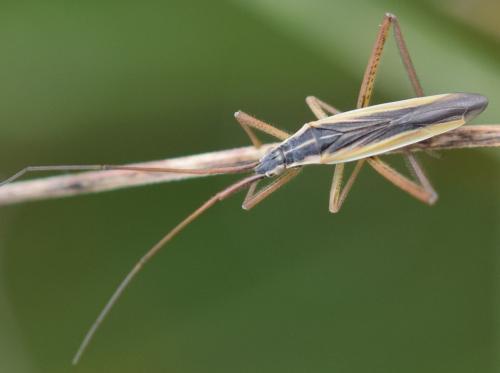 Réf. 273 958 : Notostira sp.